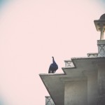 The Magnetic Fields Festival Experience